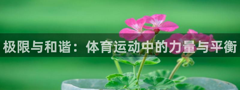 意昂4开户：极限与和谐：体育运动中的力量与平衡